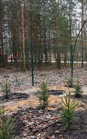 Wiosenne sadzenia w lasach