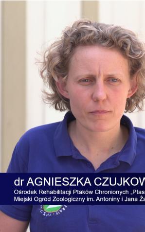 [VIDEO] Ataki wron siwych na ludzi i zwierzęta to tylko obrona młodych. Zamiast walki i ucieczki wskazany jest spokój i zawiadomienie Straży Miejskiej